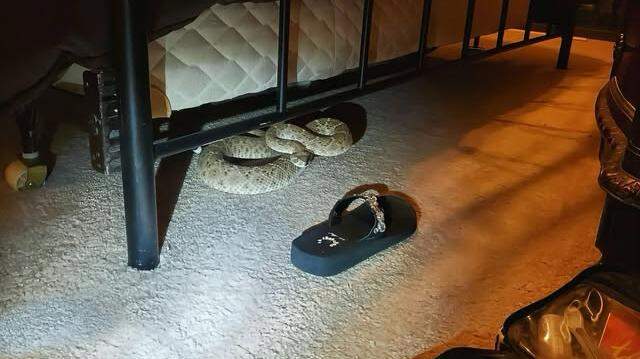 Rattlesnake found curled beneath a bed in a Del Rio, Texas home on March 23. The snake was removed safely with no injuries, police said. Rattlesnake found curled beneath a bed in a Del Rio, Texas home on March 23. The snake was removed safely with no injuries, police said.
